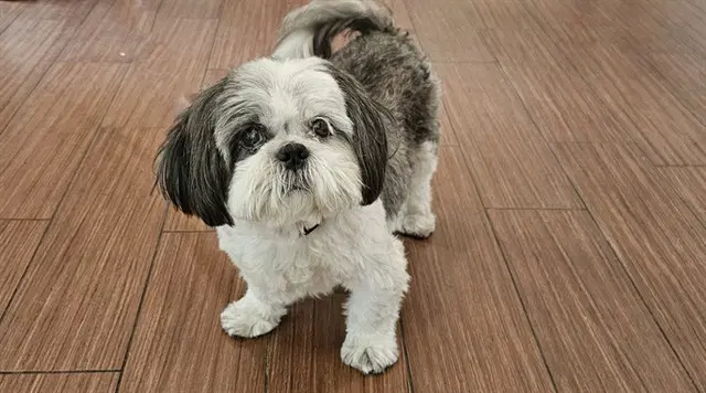 Mayla - Shih Tzu