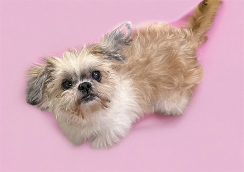 Cici, Shih Tzu (medium coat)