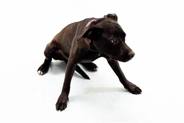 Espresso - Labrador Retriever