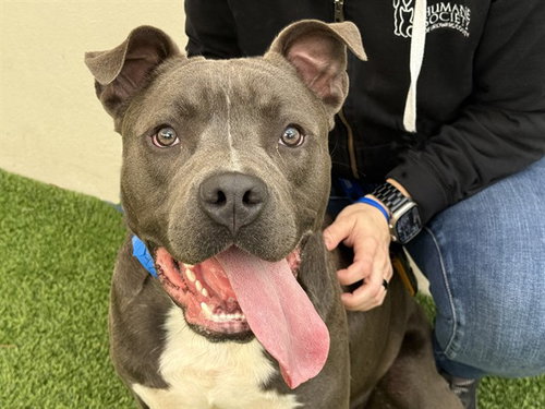 Stubby, American Staffordshire Terrier / Mixed (medium coat)