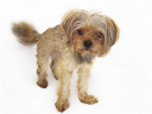 Stray Not Available, Yorkshire Terrier Yorkie (medium coat)