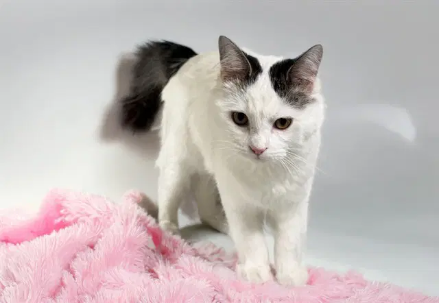 Mummy - Domestic Short Hair