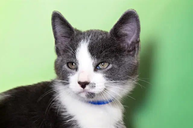 Crescent - Domestic Short Hair
