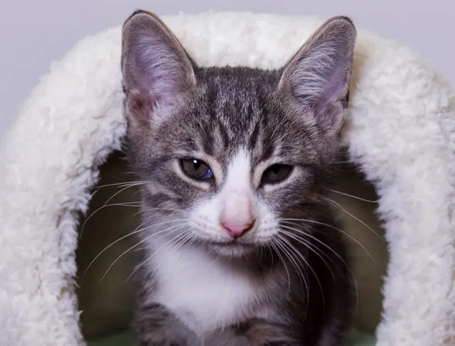 Banshee - Domestic Short Hair