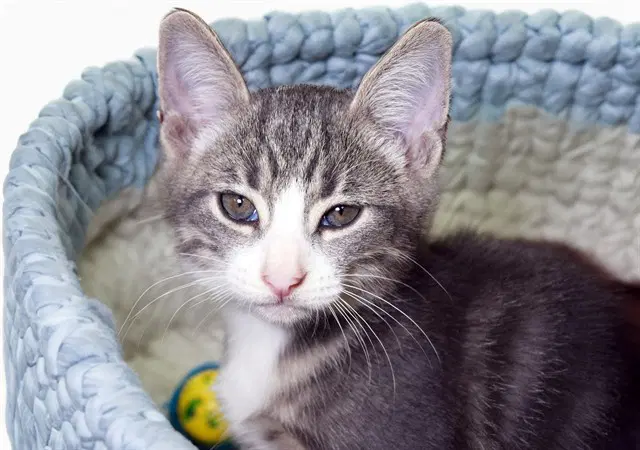 Cobweb - Domestic Short Hair