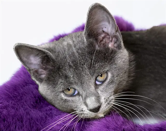 Potion - Domestic Short Hair