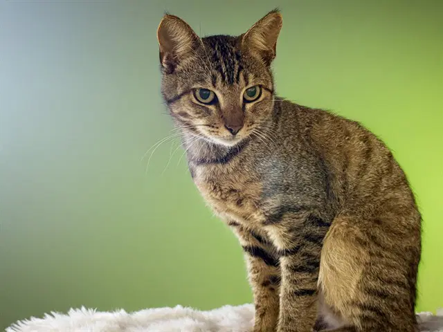 Potato - Domestic Short Hair