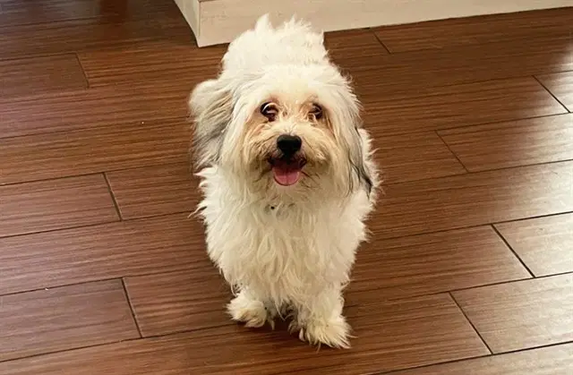 Stray Not Available - Havanese