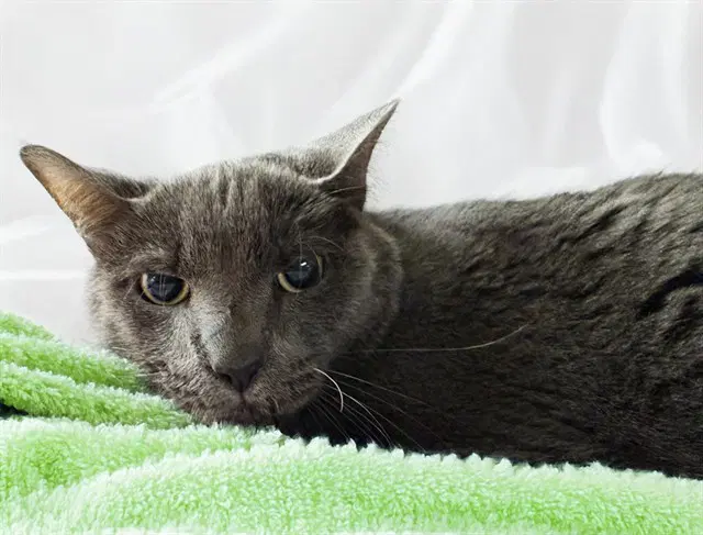 Lucky - Domestic Short Hair
