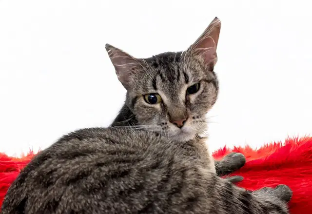 Victoria - Domestic Short Hair