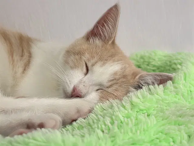 Jack - Domestic Short Hair