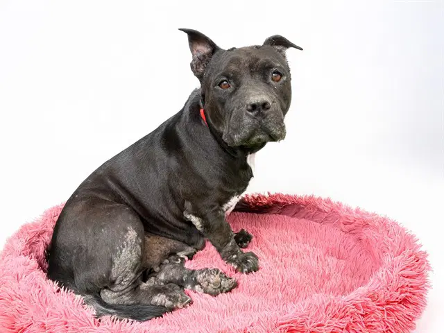 Bernadette - American Bulldog