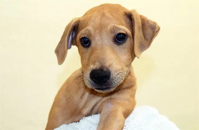 Sorullito - Labrador Retriever