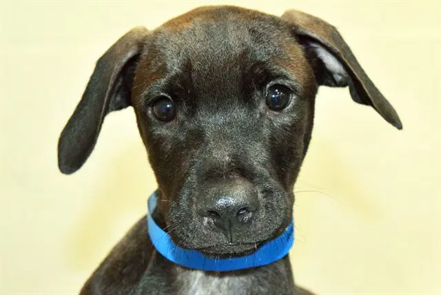 Sesamo - Labrador Retriever