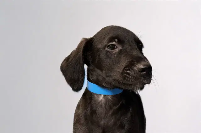 Melon - Labrador Retriever
