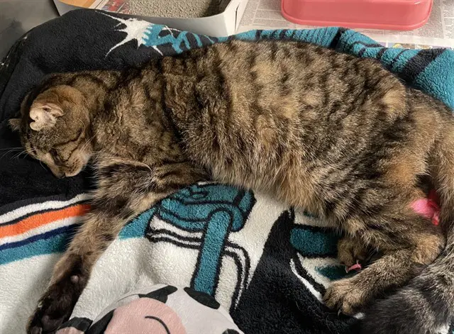 Stray Not Available - Domestic Short Hair