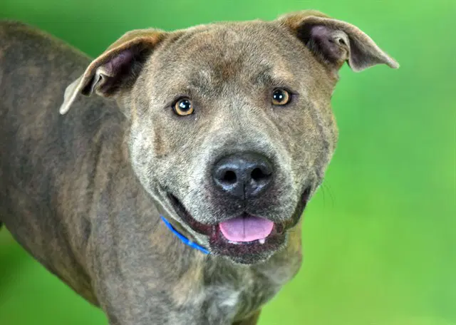 Mac - Staffordshire Bull Terrier