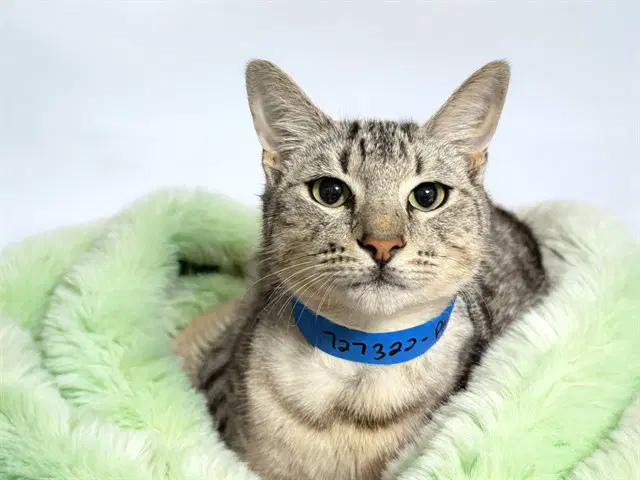 Pennywise - Domestic Short Hair