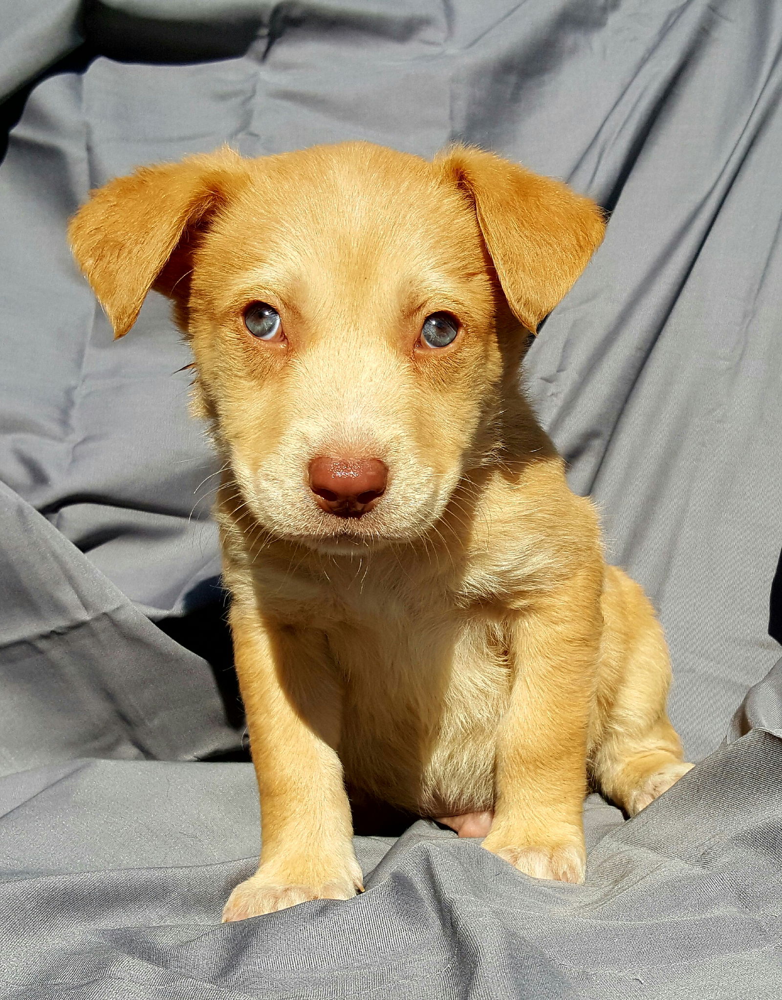 Dog for Adoption - Jameson, a Australian Shepherd in Morocco, IN ...