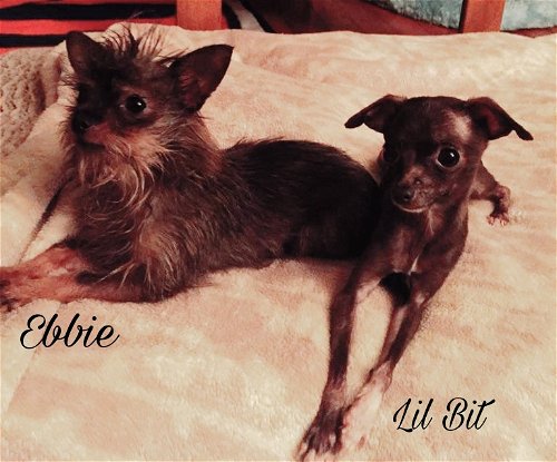 Ebbie and Lil Bit BONDED PAIR