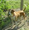 Buddy