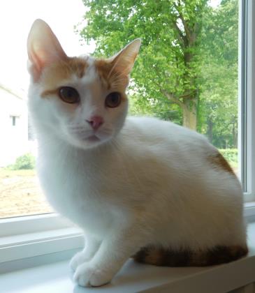 CREAM PUFF