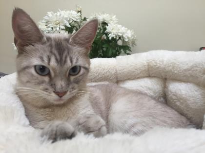 PRINCESS MALVINKA