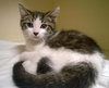 PUDDY TAT