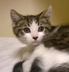 PUDDY TAT