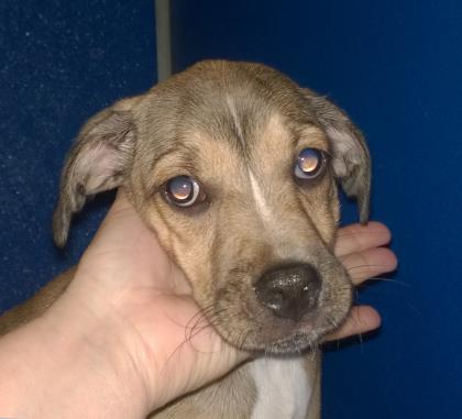 AXEL