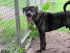 BUSTER
