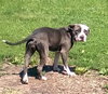 SOOKIE