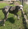 SOOKIE