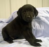 TOBY