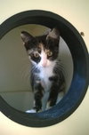 CLAWSY