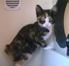 CLAWSY