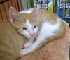 COOPER