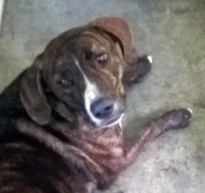 DOBEY