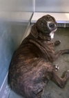 DOBEY