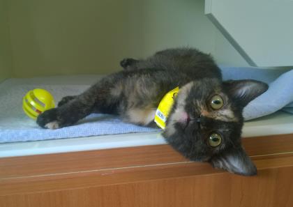 PURRFECT