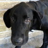 CHAUNCEY