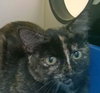 TORTIE