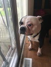 ROSCOE 2