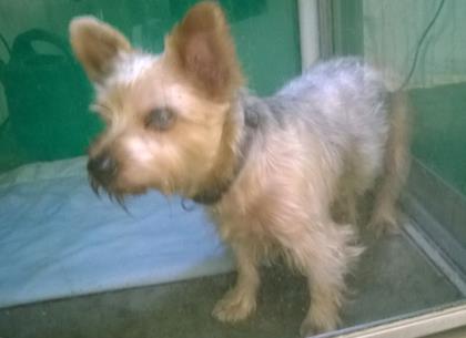 SPARKY