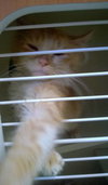 CREAM PUFF