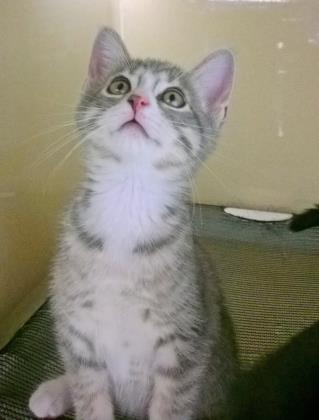 DUCHESS