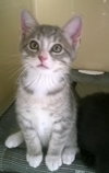 DUCHESS