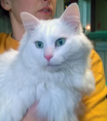 SNOWBALL