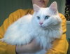 SNOWBALL