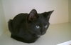 ROSETTA